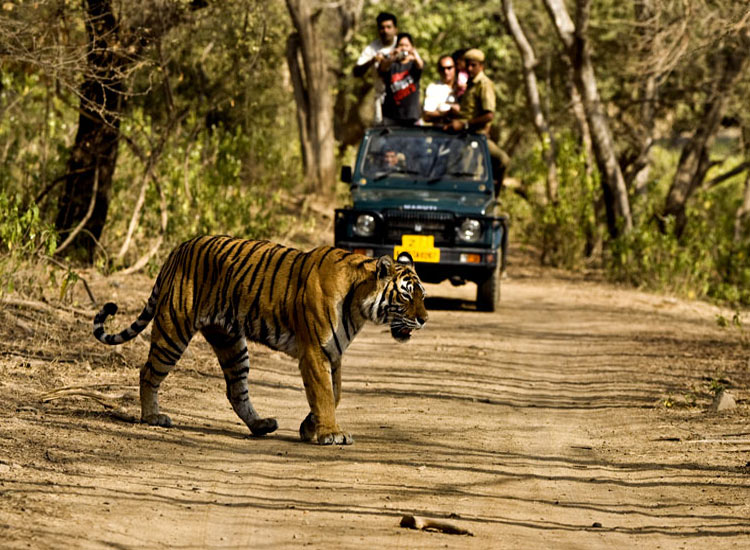 Tiger crossing road in Jim Corbett National Park jeep safari